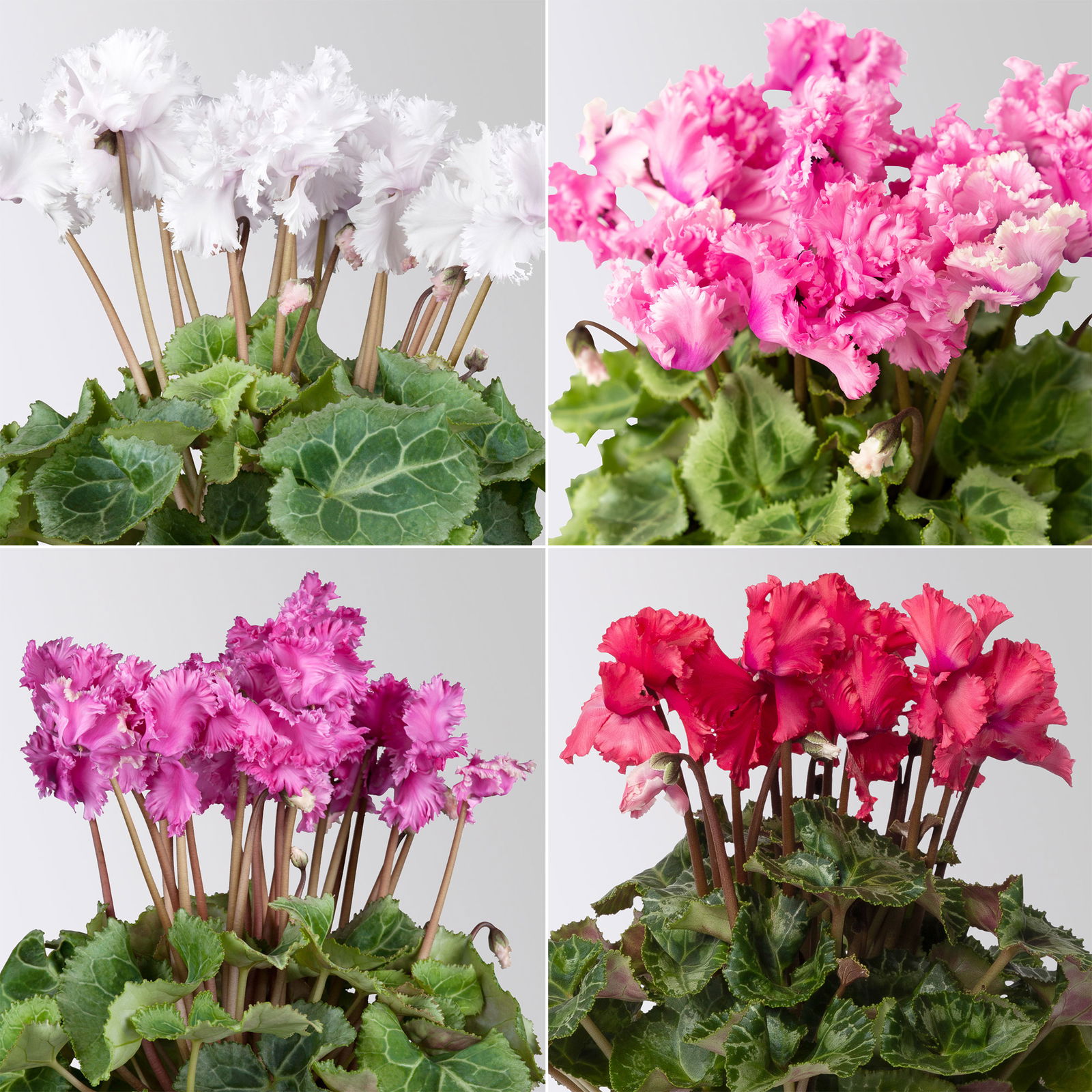 Alpenveilchen 'Merengue Mix' Farben zufällig, Topf-Ø 10,5 cm, 8 Pflanzen