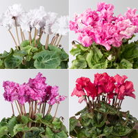 Alpenveilchen 'Merengue Mix' Farben zufällig, Topf-Ø 10,5 cm, 8 Pflanzen