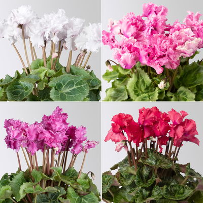 Alpenveilchen 'Merengue Mix' Farben zufällig, Topf-Ø 10,5 cm, 8 Pflanzen Alpenveilchen 'Merengue Mix' Farben zufällig, Topf-Ø 10,5 cm, 8 Pflanzen