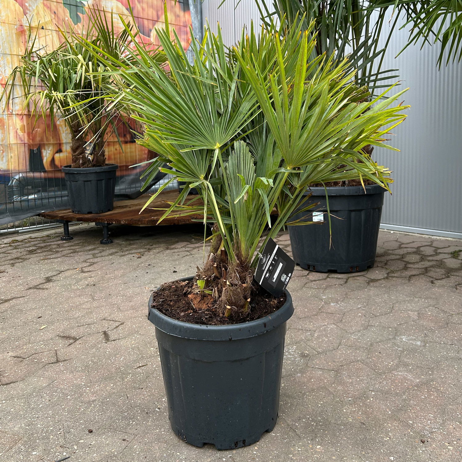 Hanfpalme, Multistamm, Topf 25 Liter, Höhe ca. 120-140 cm Hanfpalme, Multistamm, Topf 25 Liter, Höhe ca. 120-140 cm