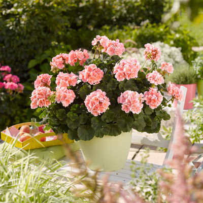 Geranie rosa, stehend, Topf-Ø ca. 10,5 cm, 8 Pflanzen Geranie rosa, stehend, Topf-Ø ca. 10,5 cm, 8 Pflanzen