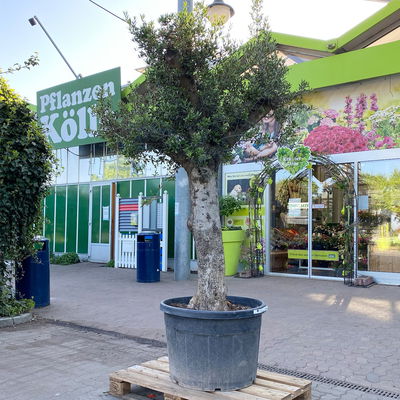 Olivenbaum, Stamm, Topf-Ø 60 cm, Höhe ca. 170 cm Olivenbaum, Stamm, Topf-Ø 60 cm, Höhe ca. 170 cm