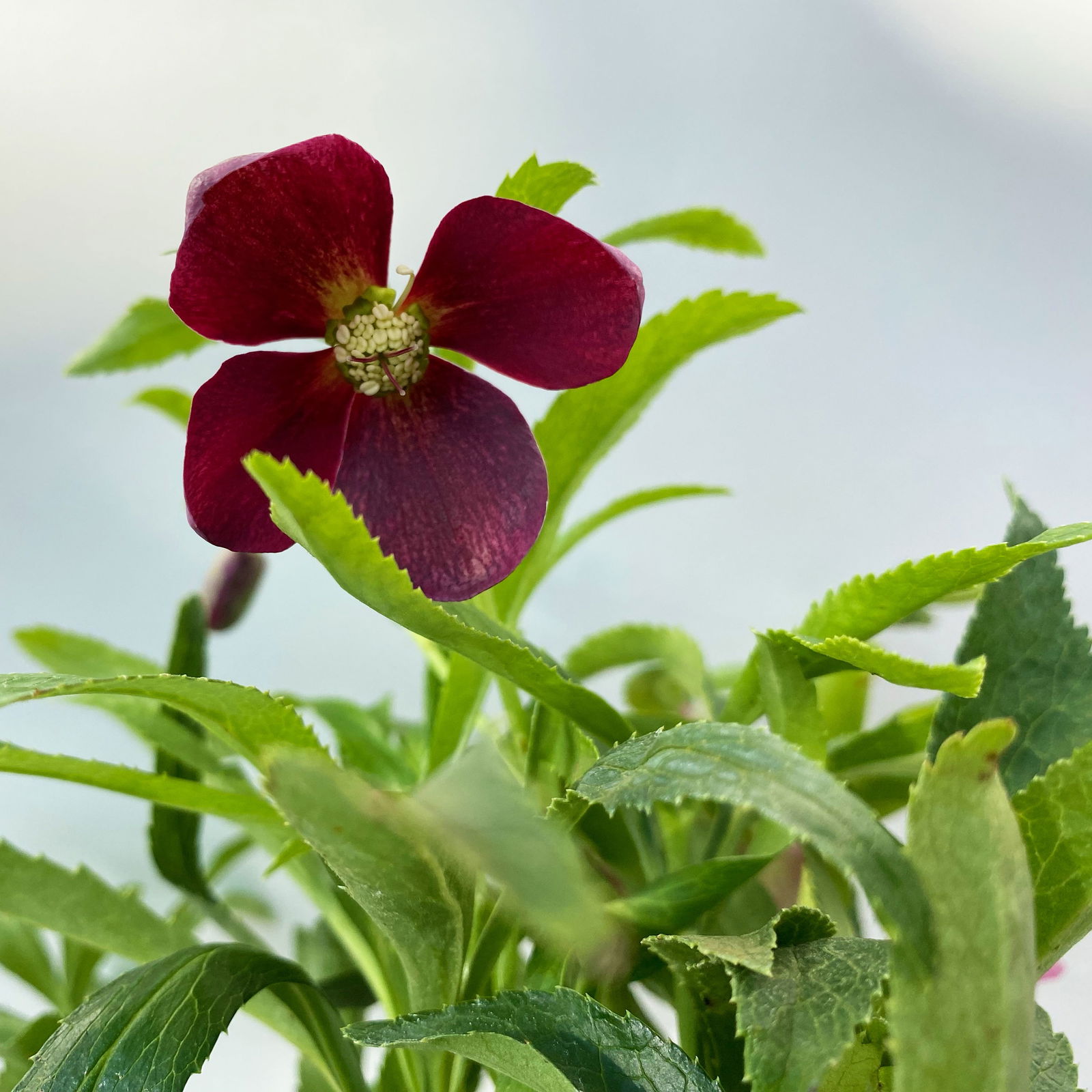 Lenzrose 'Early Dark Red', dunkelrot, Topf-Ø 13 cm, 2er-Set