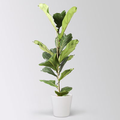 Geigenfeige in Keramiktopf Dallas weiß, Topf-Ø 17 cm, Höhe ca. 45-65 cm