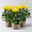 Chrysantheme 'Chrysanne® Fireworks Yellow', gelb, Topf-Ø 13 cm, 3 Pflanzen Chrysantheme 'Chrysanne® Fireworks Yellow', gelb, Topf-Ø 13 cm, 3 Pflanzen