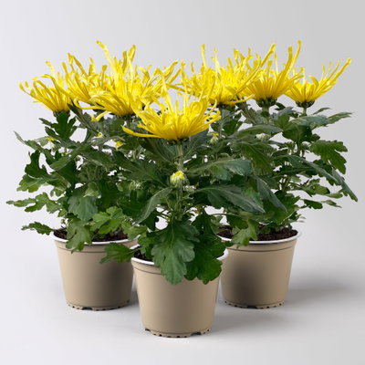 Chrysantheme 'Chrysanne® Fireworks Yellow', gelb, Topf-Ø 13 cm, 3 Pflanzen Chrysantheme 'Chrysanne® Fireworks Yellow', gelb, Topf-Ø 13 cm, 3 Pflanzen