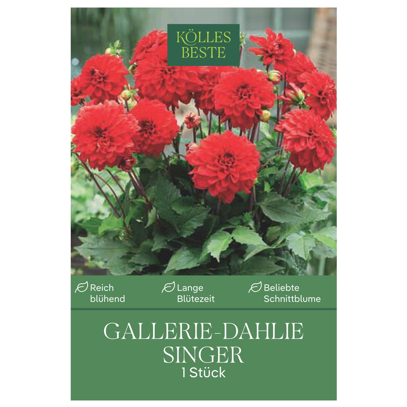 Kölles Beste Blumenknolle, Gallerie-Dahlien 'Singer'