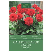 Kölles Beste Blumenknolle, Gallerie-Dahlien 'Singer'