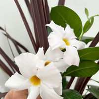 Mixtopf Dipladenia mit Keulenlilie, Farbe zufällig, Topf-Ø 26 cm