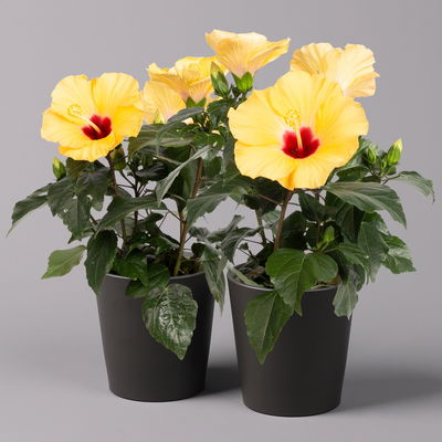 Hibiskus, gelb, mit Keramiktopf Dallas anthrazit, Topf-Ø 13 cm, 2 Pflanzen