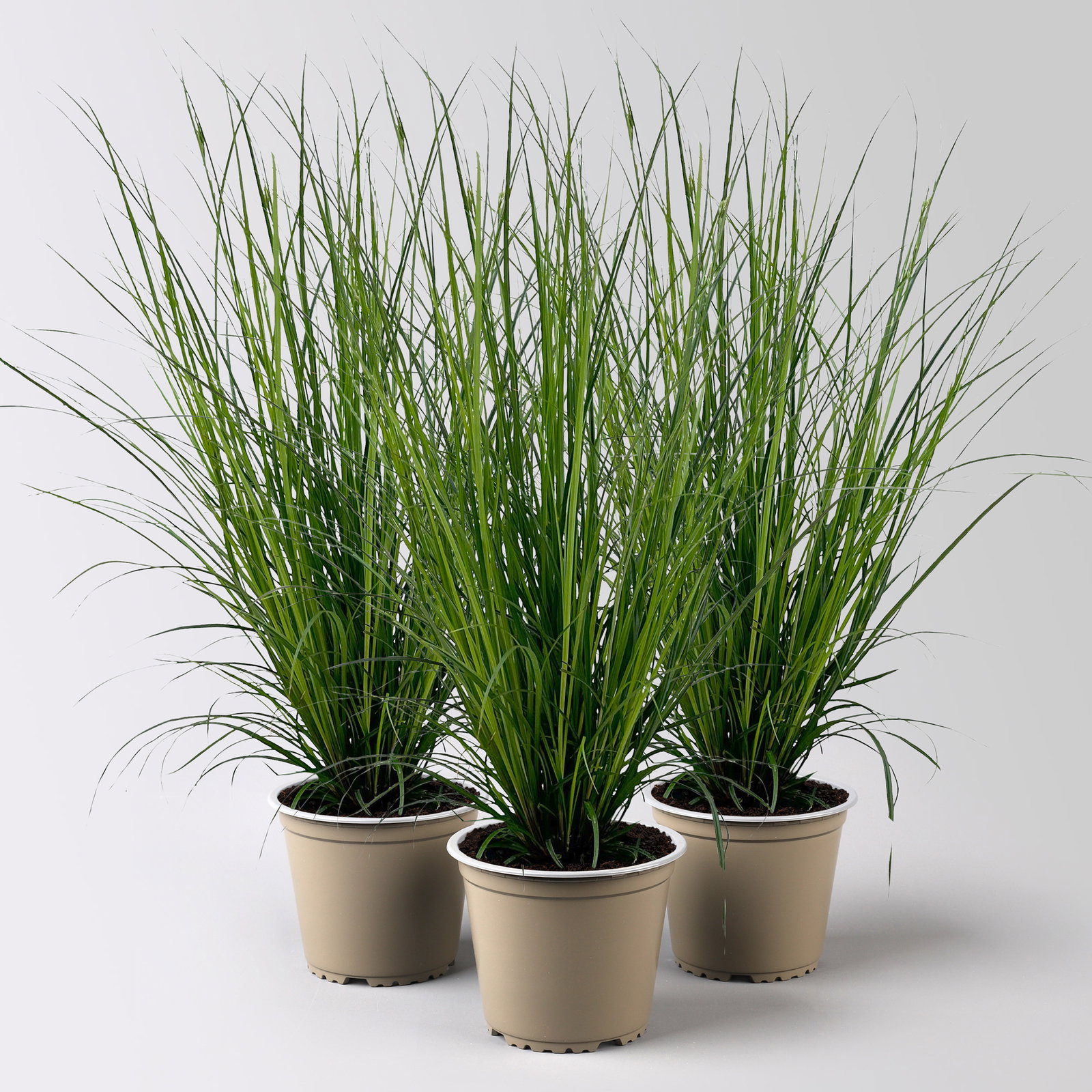 Bio Segge, dunkelgrün, Topf-Ø 12 cm, 3 Pflanzen