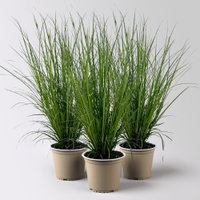 Bio Segge, dunkelgrün, Topf-Ø 12 cm, 3 Pflanzen