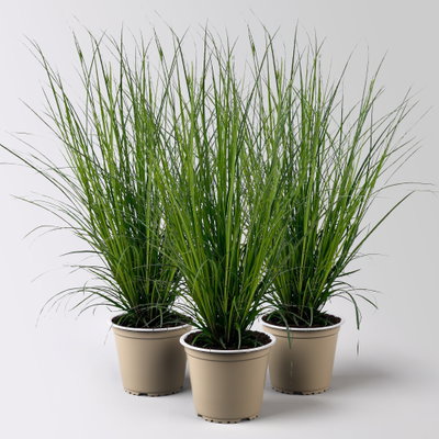 Bio Segge, dunkelgrün, Topf-Ø 12 cm, 3 Pflanzen