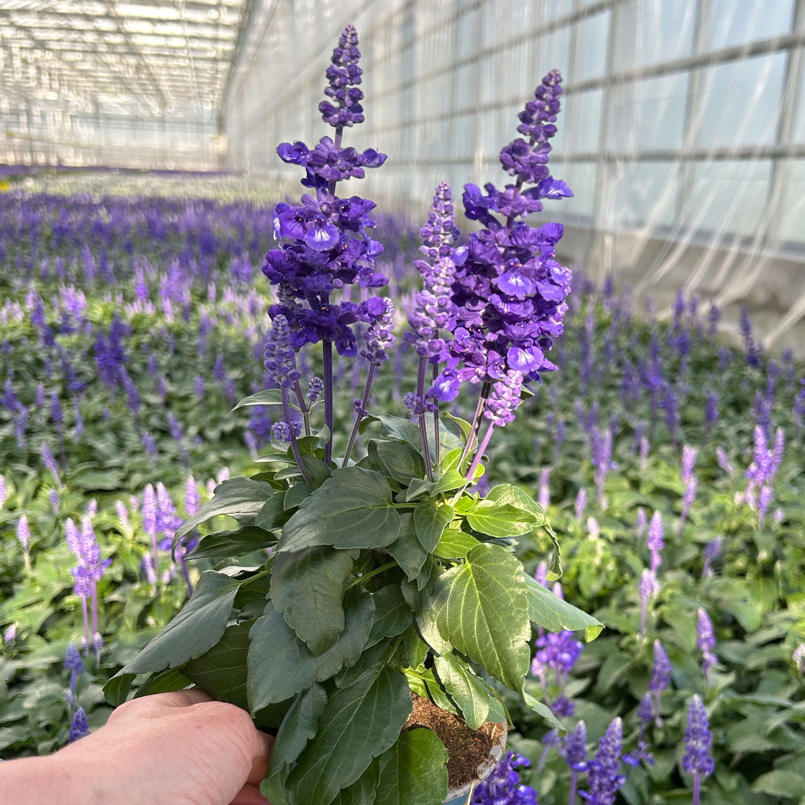 Mehliger Salbei, blau, Topf-Ø 12 cm, 6 Pflanzen