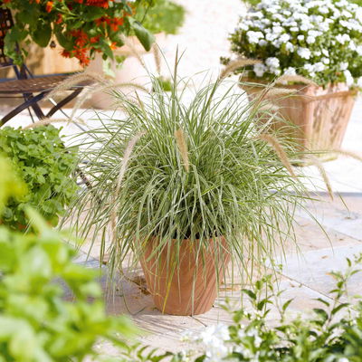 Buntes Lampenputzergras 'Sky Rocket', bunt, Topf-Ø 19 cm, 2 Pflanzen