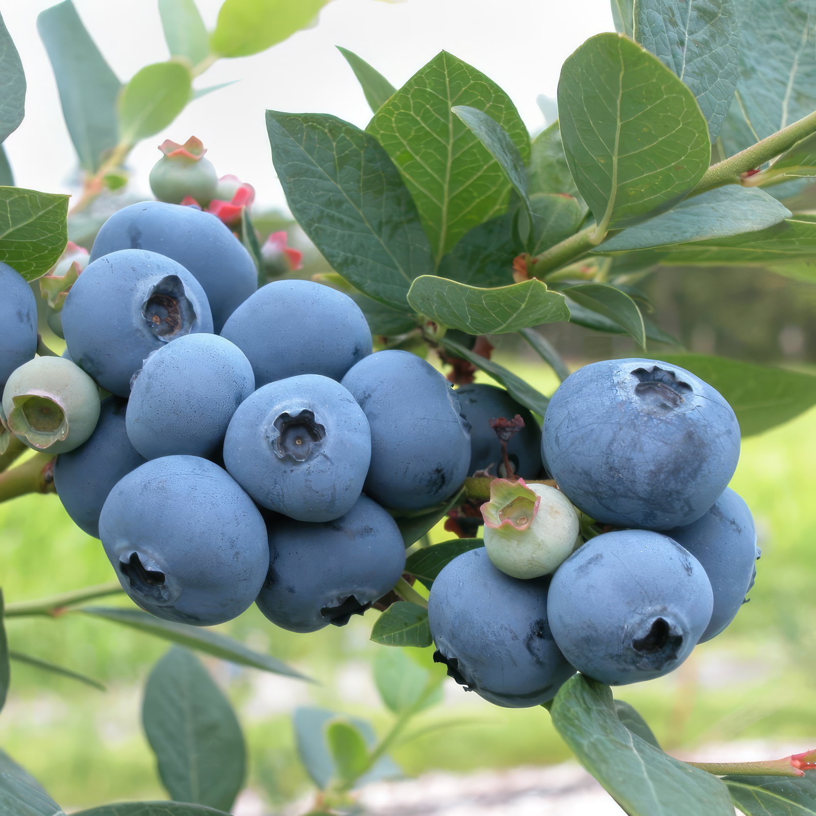 Heidelbeere 'Bluecrop', 4er-Set, Höhe 40-60 cm, Topf 5 Liter