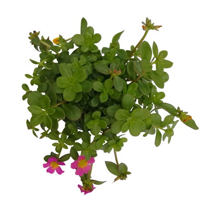 Portulakröschen, pink, Topf-Ø 12 cm, 6 Pflanzen
