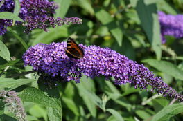 Sommerflieder Sommerflieder