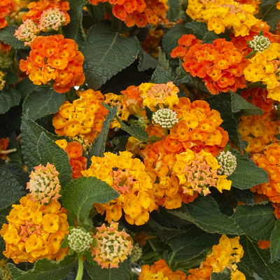 Wandelröschen, orange, Topf-Ø 27 cm