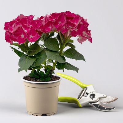 Hortensie rot, Topf-Ø 10 cm, 2er-Set