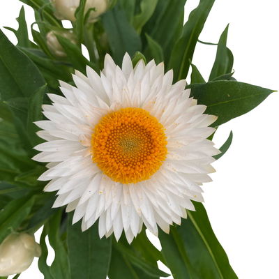 Strohblume weiß, Topf- Ø 12 cm, 6 Stück