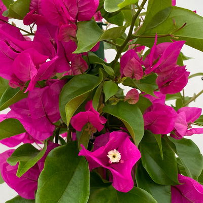 Bougainvillea, Pyramide, Topf-Ø 17 cm, Höhe ca. 65 cm, 2 Pflanzen
