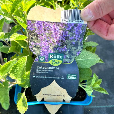 Bio Katzenminze 'Blue Danube' blau, Topf 9x9 cm, 3 Pflanzen Bio Katzenminze 'Blue Danube' blau, Topf 9x9 cm, 3 Pflanzen