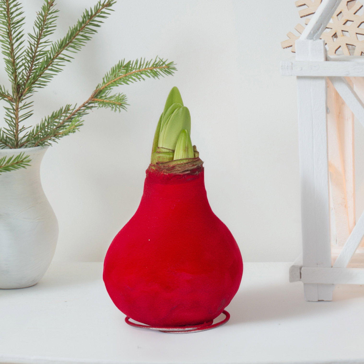 Amaryllis in Wachs XL, Dekor 'Velvet Rot', Blüte rot Amaryllis in Wachs XL, Dekor 'Velvet Rot', Blüte rot