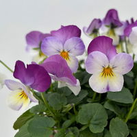 Hornveilchen XL, lila-weiß-gelb, Topf-Ø 12cm, 6 Pflanzen