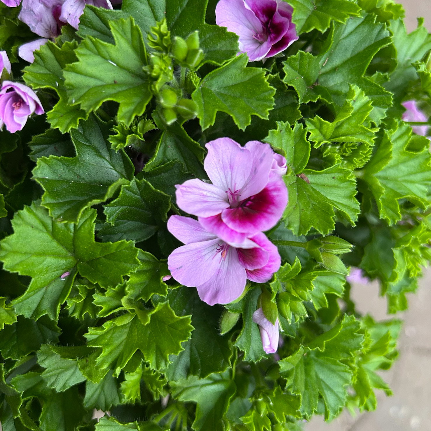 Geranie 'Angel® Lexi®', rosa, Topf-Ø 12cm, 6 Pflanzen