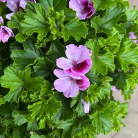 Geranie 'Angel® Lexi®', rosa, Topf-Ø 12cm, 6 Pflanzen