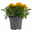 Tagetes, Farbe zufällig, Topf-Ø 12 cm, 6er-Set
