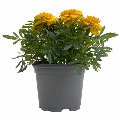 Tagetes, Farbe zufällig, Topf-Ø 13 cm, 6 Pflanzen
