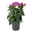 Lisianthus rosa, Topf-Ø 10,5 cm, 8 Pflanzen