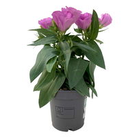 Lisianthus rosa, Topf-Ø 10,5 cm, 8 Pflanzen