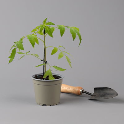 Stabtomate 'Starlias® Choco (Kakao)', veredelt, Topf-Ø 12 cm, 3er-Set