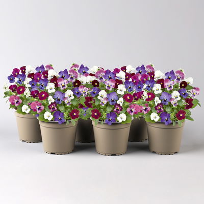 Hornveilchen Quattro, blau-lila-burgunder-gelb, Topf -Ø 13 cm, 6 Pflanzen