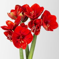 3 rote Amaryllis 'Ferrari'