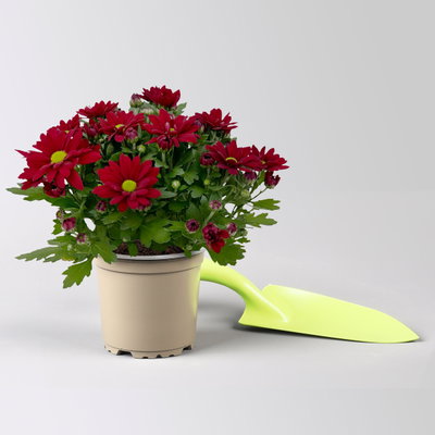 Chrysanthemen 'Swifty', rot, Topf-Ø 10,5 cm, 6 Pflanzen Chrysanthemen 'Swifty', rot, Topf-Ø 10,5 cm, 6 Pflanzen