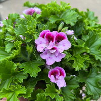 Geranie 'Angel® Lexi®', rosa, Topf-Ø 12cm, 6 Pflanzen