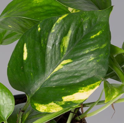 Efeutute grün-gelb, Höhe ca. 15 cm, Topf-Ø 12 cm, 3 Pflanzen