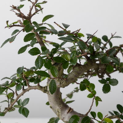 Bonsai in Schale inkl. Holzständer, Art zufällig, Topf-Ø 19cm, Höhe ca. 35 cm Bonsai in Schale inkl. Holzständer, Art zufällig, Topf-Ø 19cm, Höhe ca. 35 cm