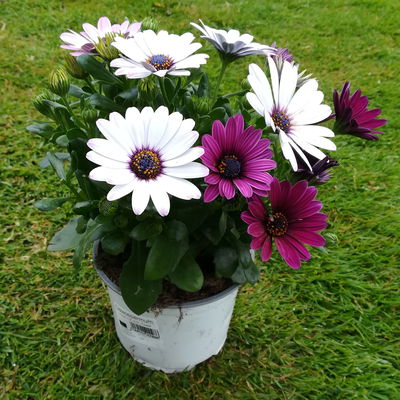 Kapkörbchen mehrfarbig, Topf-Ø 12 cm, 6er-Set Kapkörbchen mehrfarbig, Topf-Ø 12 cm, 6er-Set