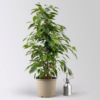 Birkenfeige 'Anastasia' im Keramiktopf Dallas, Topf-Ø 17 cm, Höhe ca. 60 cm