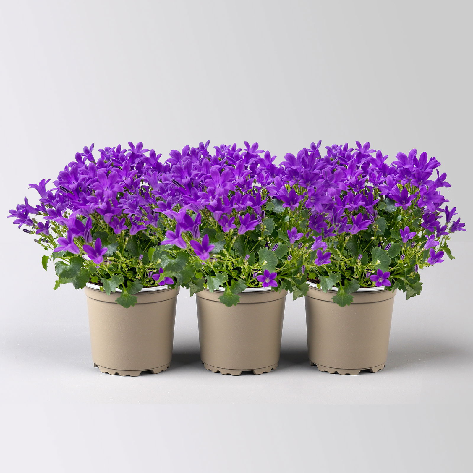 Glockenblume 'Ambella® Intens Purple', blau, Topf-Ø 10,5 cm, 3 Pflanzen