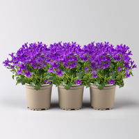 Glockenblume 'Ambella® Intens Purple', blau, Topf-Ø 10,5 cm, 3 Pflanzen