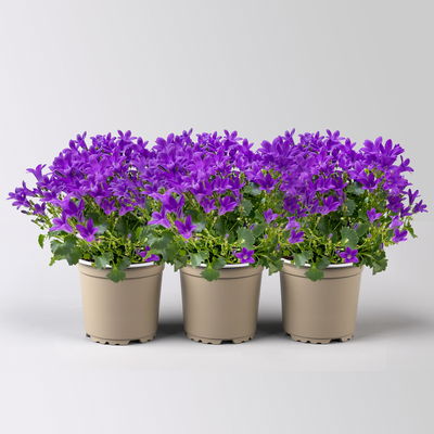 Glockenblume 'Ambella® Intens Purple', blau, Topf-Ø 10,5 cm, 3 Pflanzen