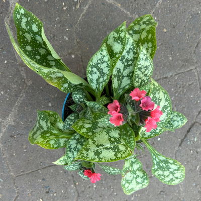 Bio Lungenkraut 'Shrimps on the Barbie', tiefrosa, Topf-Ø 12 cm, 3 Pflanzen