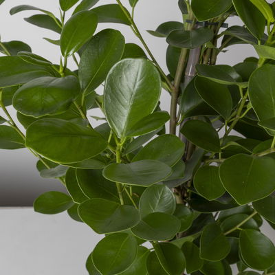 Ficus microcarpa 'Moclame', Topf-Ø 21 cm, Höhe ca. 110 cm