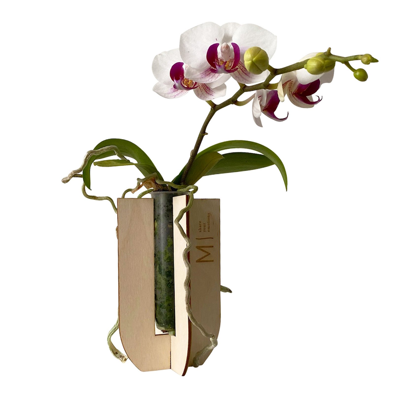Phalaenopsis Voyage im Geschenkkarton, Höhe ca. 30 cm